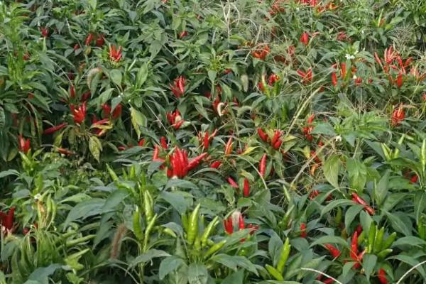 朝天椒的特点,辣度比其他的辣椒要高