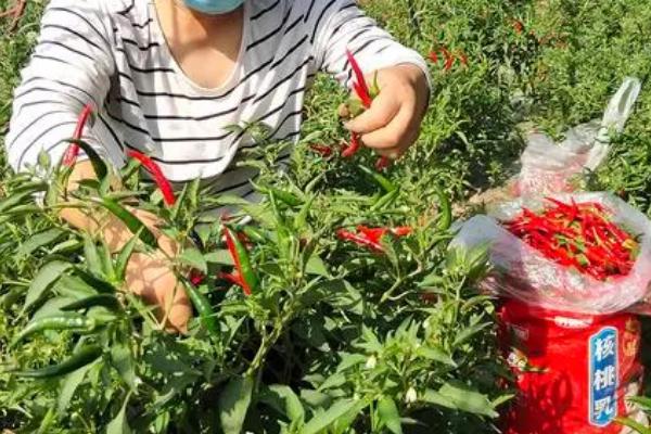 朝天椒的特点,辣度比其他的辣椒要高