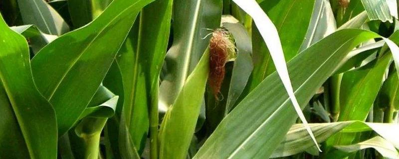 鸿谷1701玉米品种的特性