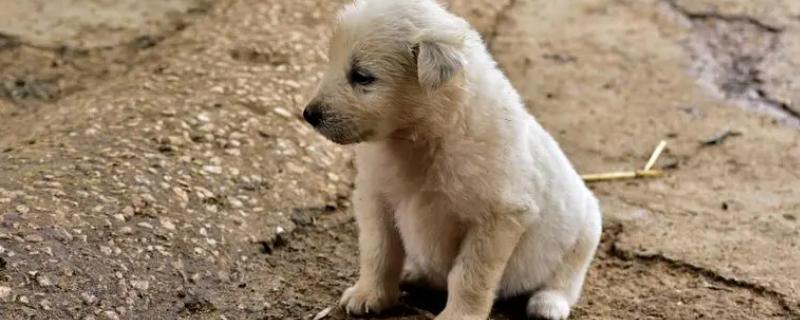 狗狗脚趾缝红肿用什么药