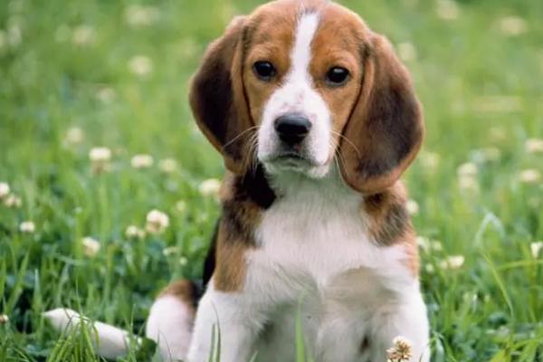 狗狗脚趾缝红肿用什么药,用肤康灵效果好