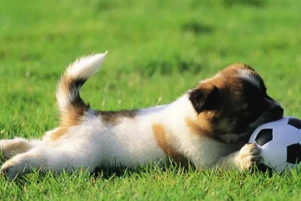 狗狗脚趾缝红肿用什么药,用肤康灵效果好