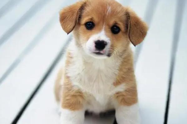 狗狗脚趾缝红肿用什么药,用肤康灵效果好