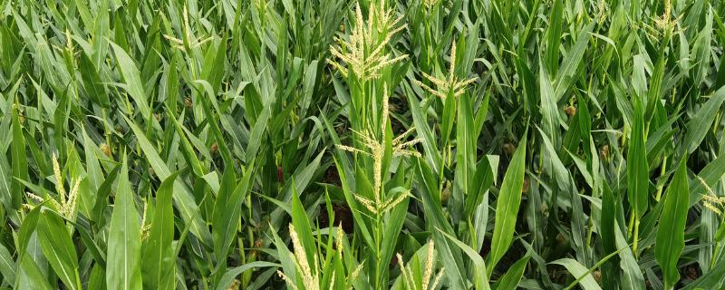 玉米播种后多少天授粉