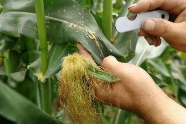 玉米播种后多少天授粉，与种植地区、玉米品种等因素有关