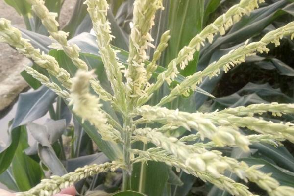 玉米播种后多少天授粉，与种植地区、玉米品种等因素有关