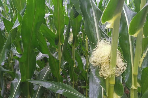 玉米播种后多少天授粉，与种植地区、玉米品种等因素有关