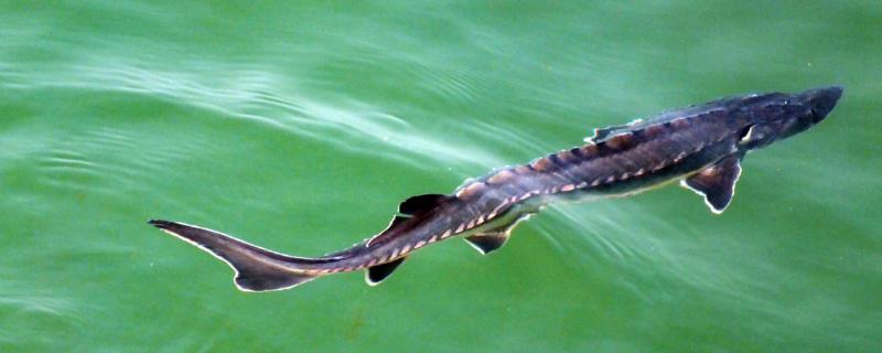 中华鲟的生活习性