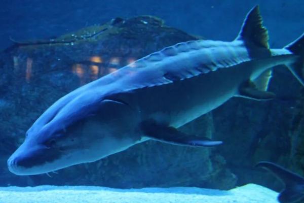 中华鲟的生活习性，是生活于大江和近海中底栖鱼类