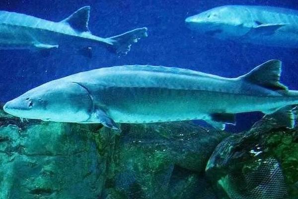 中华鲟的生活习性，是生活于大江和近海中底栖鱼类