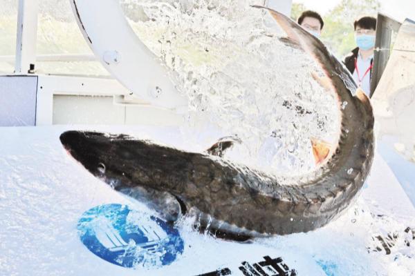 中华鲟的生活习性，是生活于大江和近海中底栖鱼类