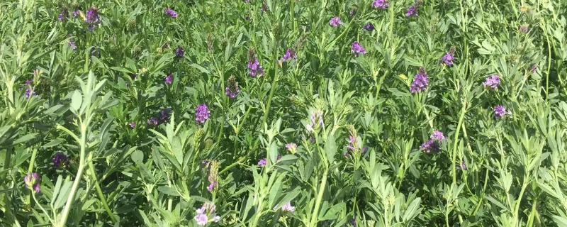 用哪些草种喂牛