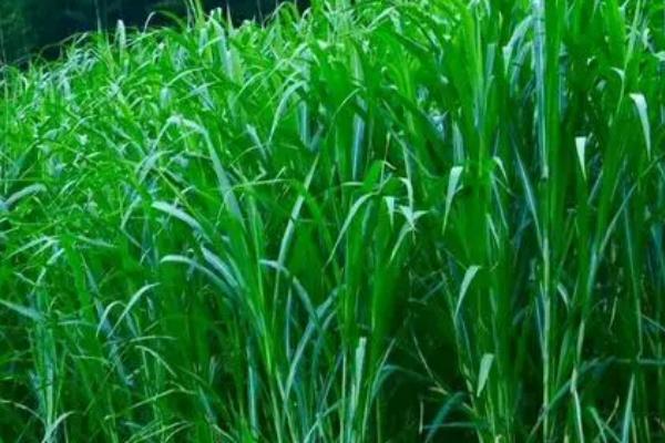 用哪些草种喂牛,可选择紫花苜蓿、皇竹草、白三叶等品种