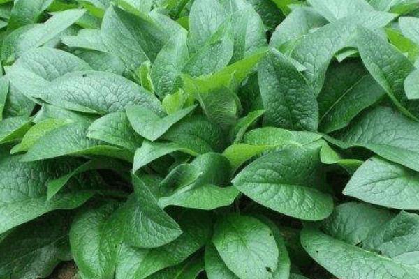 用哪些草种喂牛,可选择紫花苜蓿、皇竹草、白三叶等品种