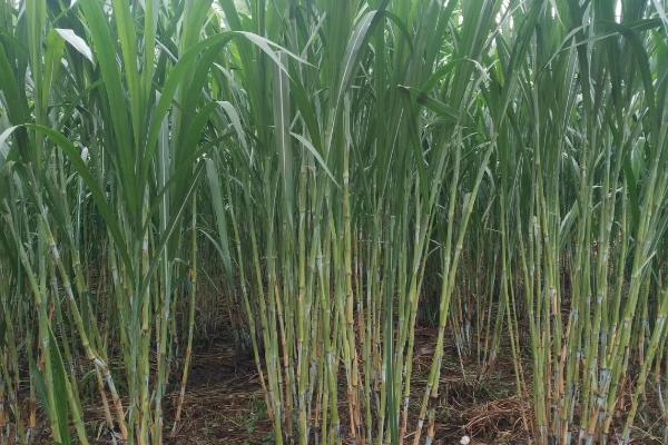 用哪些草种喂牛,可选择紫花苜蓿、皇竹草、白三叶等品种