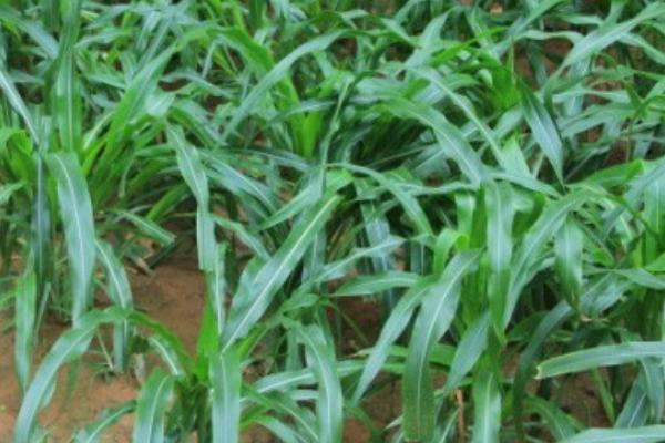 用哪些草种喂牛,可选择紫花苜蓿、皇竹草、白三叶等品种