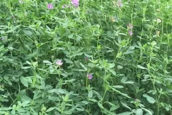 用哪些草种喂牛,可选择紫花苜蓿、皇竹草、白三叶等品种