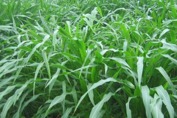 用哪些草种喂牛,可选择紫花苜蓿、皇竹草、白三叶等品种