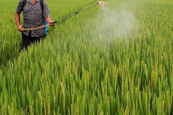 嘧菌酯能防治什么病,可有效防治炭疽病、蔓枯病、枯萎病等