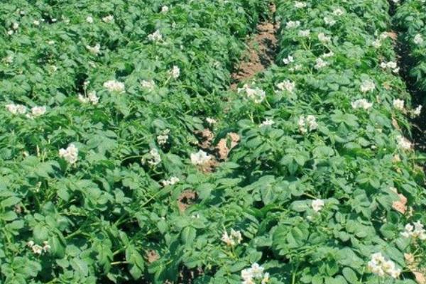 马铃薯茎尖脱毒的操作方法,选择的植株一定要表现出典型的本品种特性