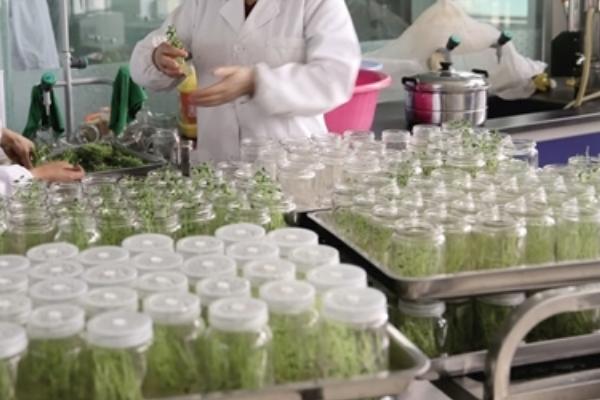 马铃薯茎尖脱毒的操作方法,选择的植株一定要表现出典型的本品种特性