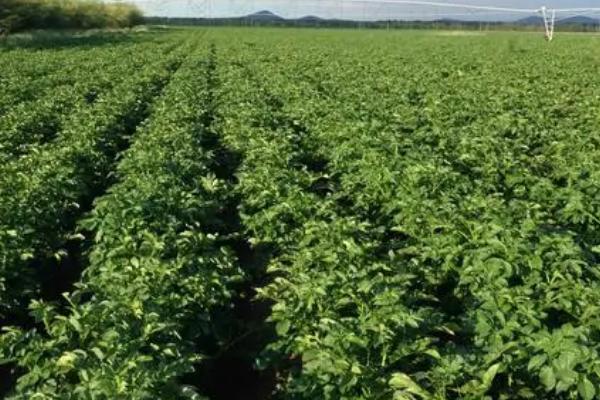 马铃薯茎尖脱毒的操作方法,选择的植株一定要表现出典型的本品种特性