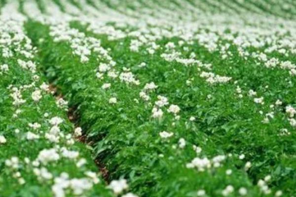 马铃薯茎尖脱毒的操作方法,选择的植株一定要表现出典型的本品种特性