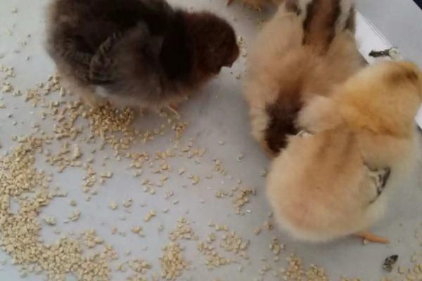 小鸡吃什么，可以喂谷类食物、青菜和虫类等