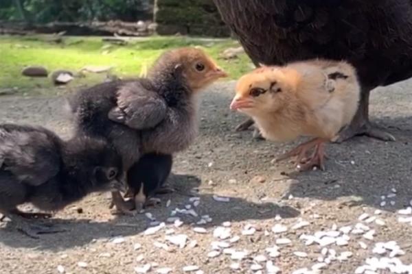 小鸡吃什么，可以喂谷类食物、青菜和虫类等