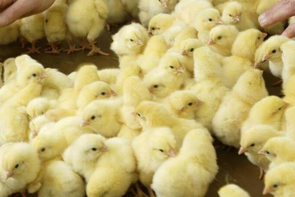 小鸡吃什么，可以喂谷类食物、青菜和虫类等