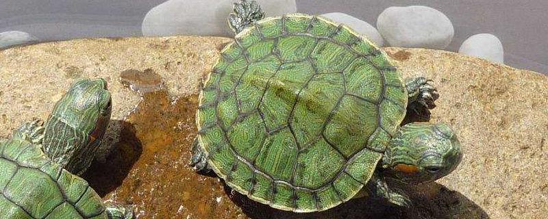 巴西龟喜欢主人的表现