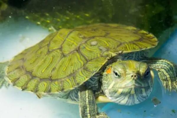 巴西龟喜欢主人的表现，会表现出激动和兴奋的动作