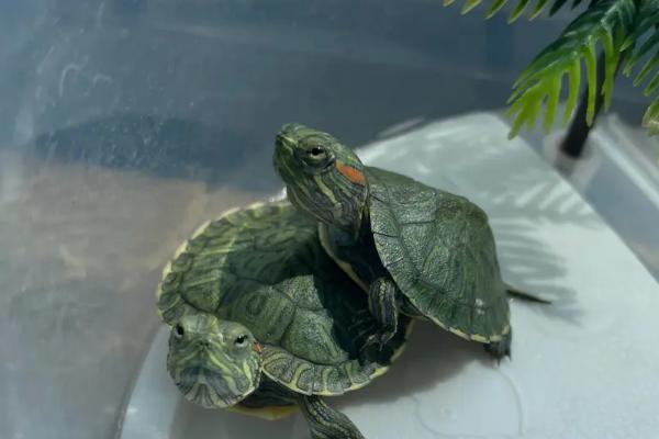 巴西龟喜欢主人的表现，会表现出激动和兴奋的动作