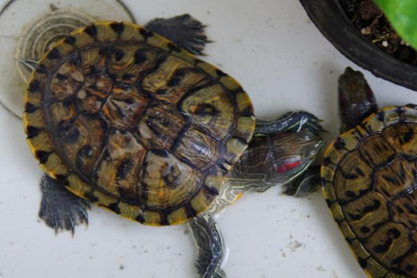 巴西龟喜欢主人的表现，会表现出激动和兴奋的动作