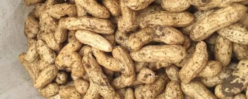 酸性土壤适合种植什么农作物