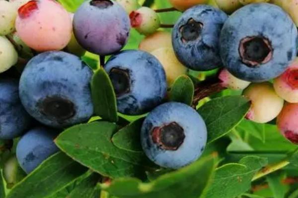 酸性土壤适合种植什么农作物，可以种花生、土豆、西瓜和蓝莓等