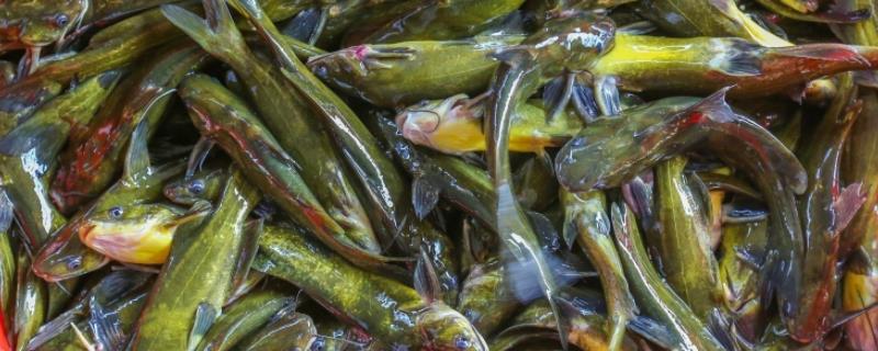 黄骨鱼生活在什么水域