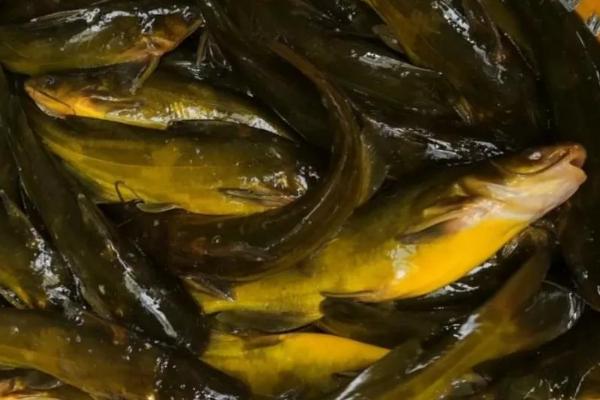 黄骨鱼生活在什么水域,生活在我国的淡水流域之中