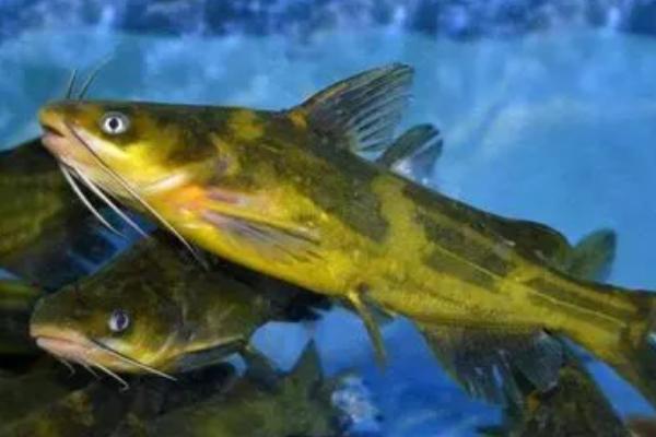 黄骨鱼生活在什么水域,生活在我国的淡水流域之中