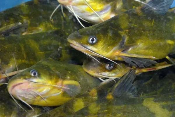 黄骨鱼生活在什么水域,生活在我国的淡水流域之中