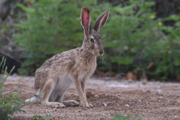 冬季野兔的活动规律,天快黑至晚上才会出来活动