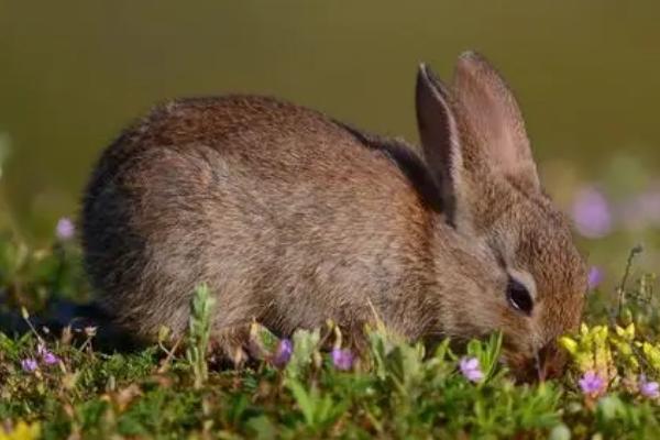 冬季野兔的活动规律,天快黑至晚上才会出来活动