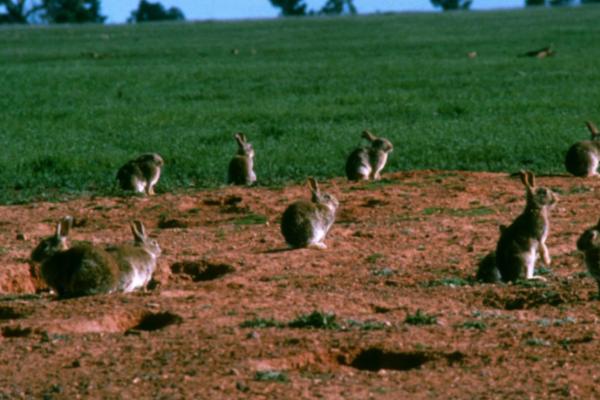 冬季野兔的活动规律,天快黑至晚上才会出来活动