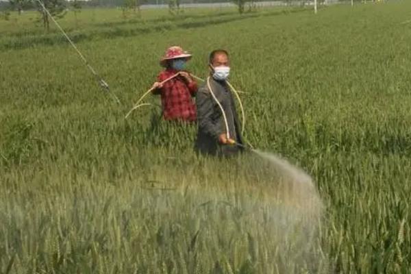 小麦一喷三防是防什么,防病虫害、防干热风和防倒伏