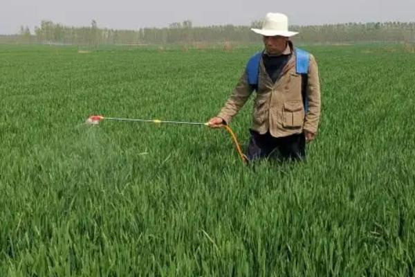 小麦一喷三防是防什么,防病虫害、防干热风和防倒伏