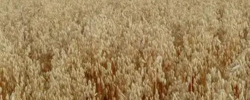 旱地莜麦高产种植技术