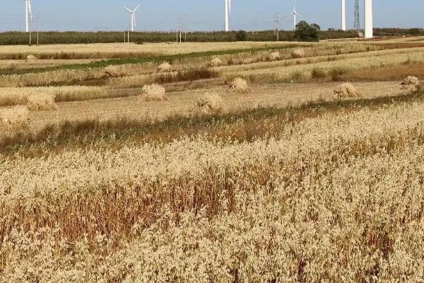旱地莜麦高产种植技术，首先应选择优良品质