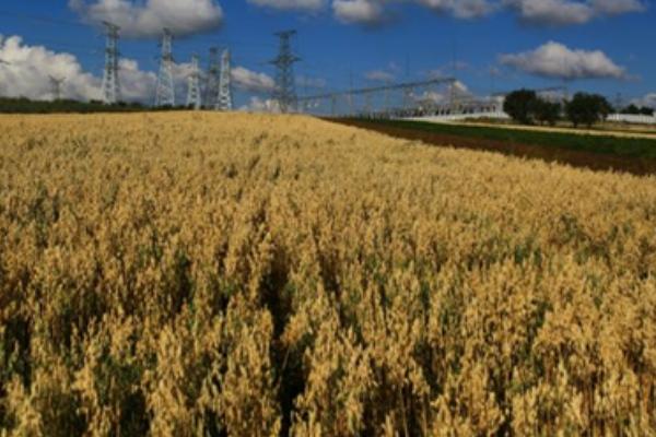 旱地莜麦高产种植技术，首先应选择优良品质