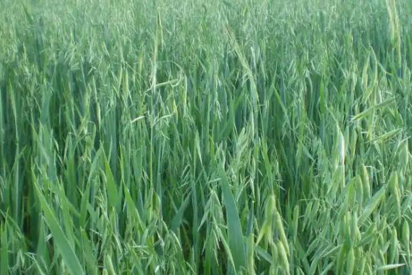 旱地莜麦高产种植技术，首先应选择优良品质