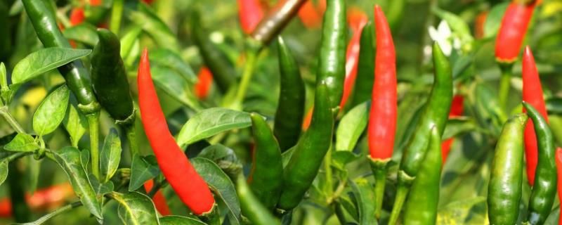 辣椒什么时间种植好